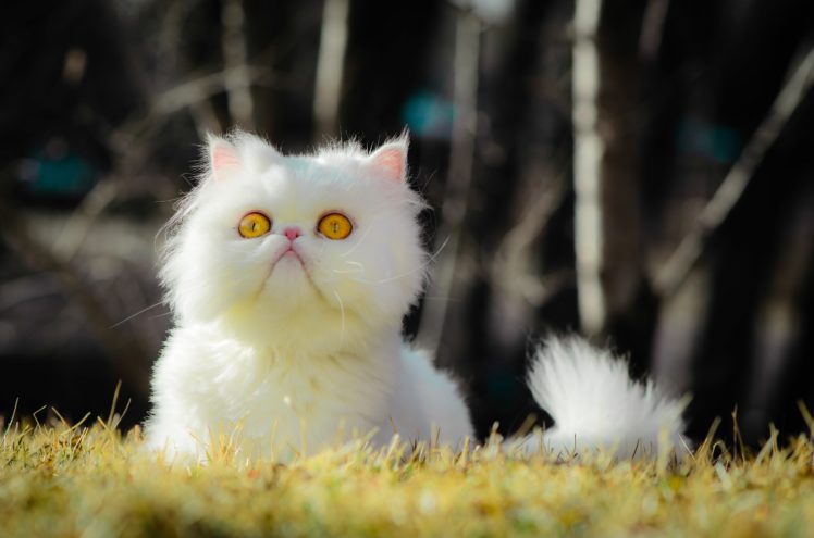 cats, Glance, White, Fluffy, Animals, Grumpy HD Wallpaper Desktop Background