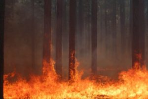 forest, Fire, Flames, Tree, Disaster, Apocalyptic,  1