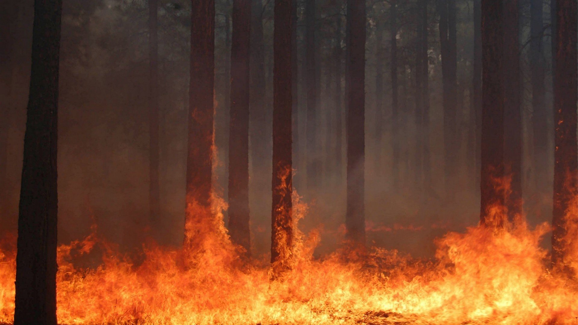 forest, Fire, Flames, Tree, Disaster, Apocalyptic, 1