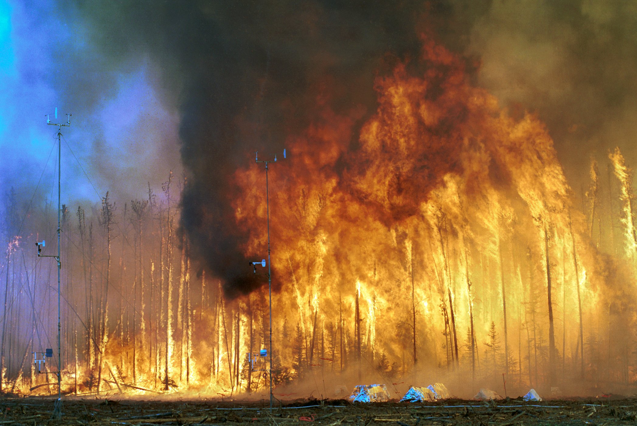 forest, Fire, Flames, Tree, Disaster, Apocalyptic,  1 Wallpaper