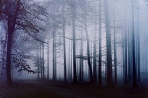 fog, Forest, Morning, Path