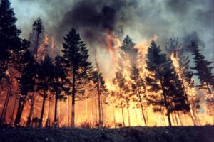 forest, Fire, Flames, Tree, Disaster, Apocalyptic,  5