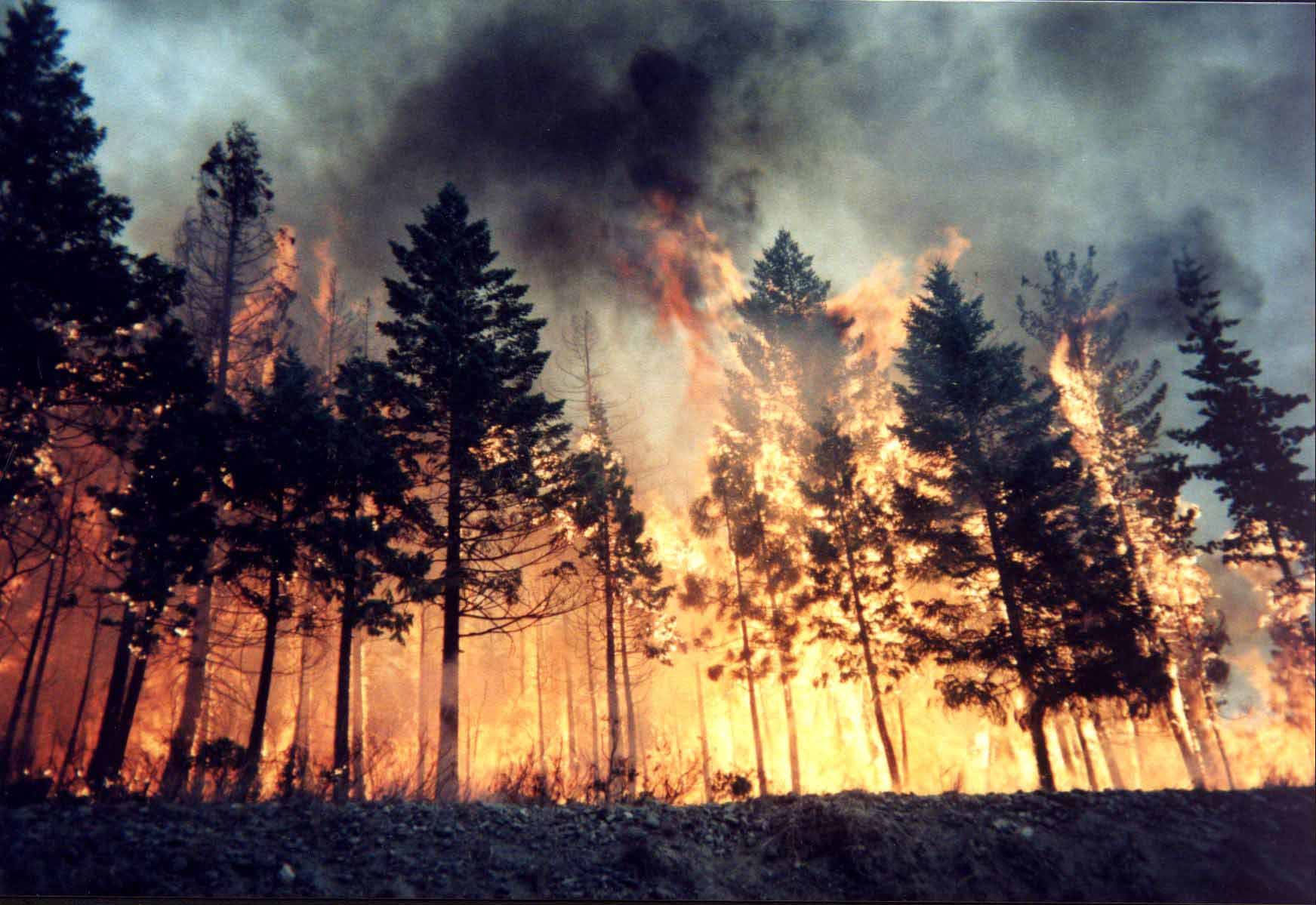 forest, Fire, Flames, Tree, Disaster, Apocalyptic,  5 Wallpaper