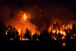 forest, Fire, Flames, Tree, Disaster, Apocalyptic,  2