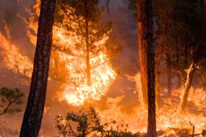forest, Fire, Flames, Tree, Disaster, Apocalyptic,  3