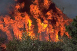 forest, Fire, Flames, Tree, Disaster, Apocalyptic,  12