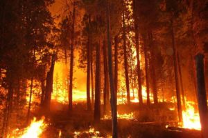 forest, Fire, Flames, Tree, Disaster, Apocalyptic,  15