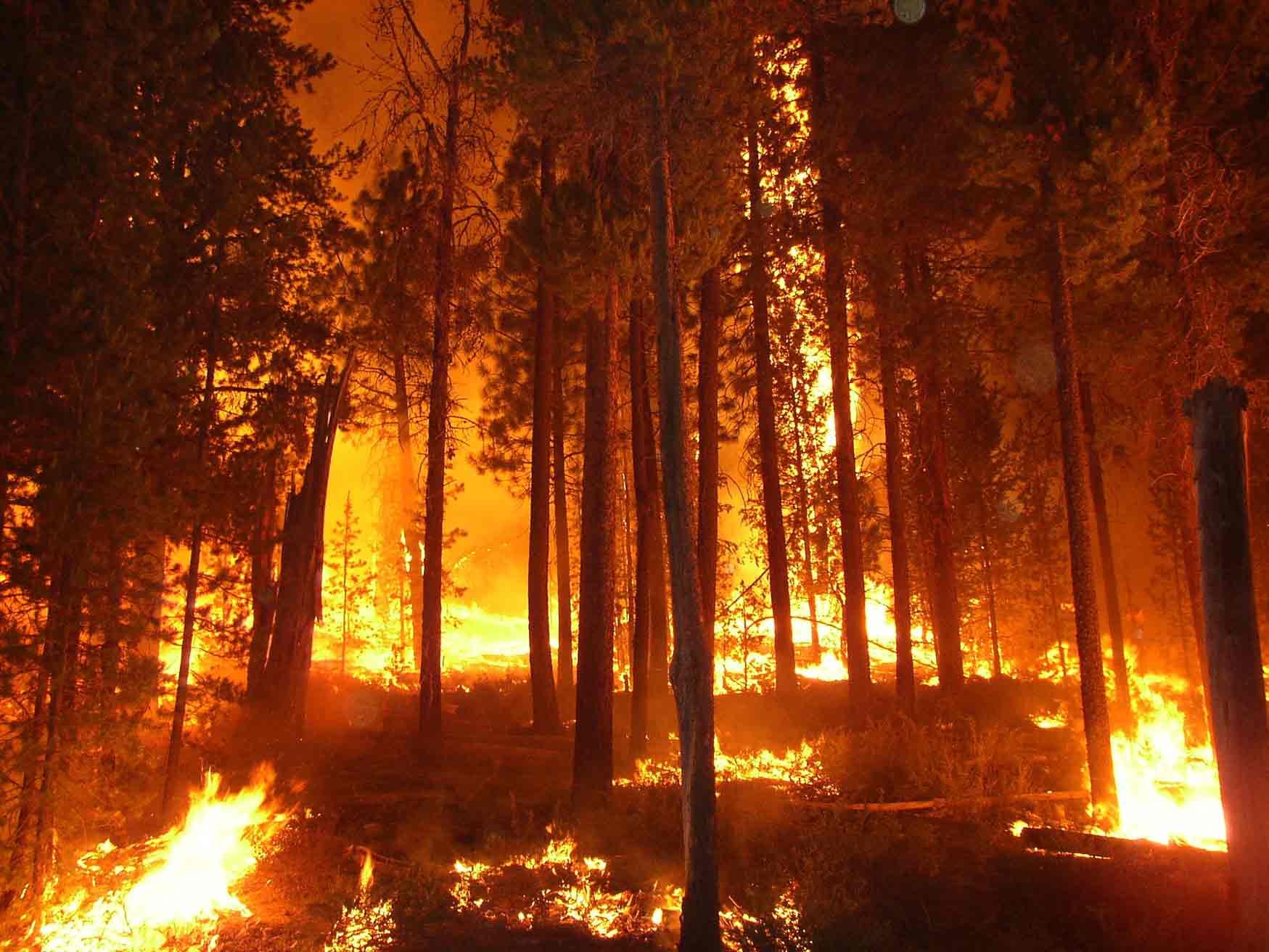 forest, Fire, Flames, Tree, Disaster, Apocalyptic,  15 Wallpaper