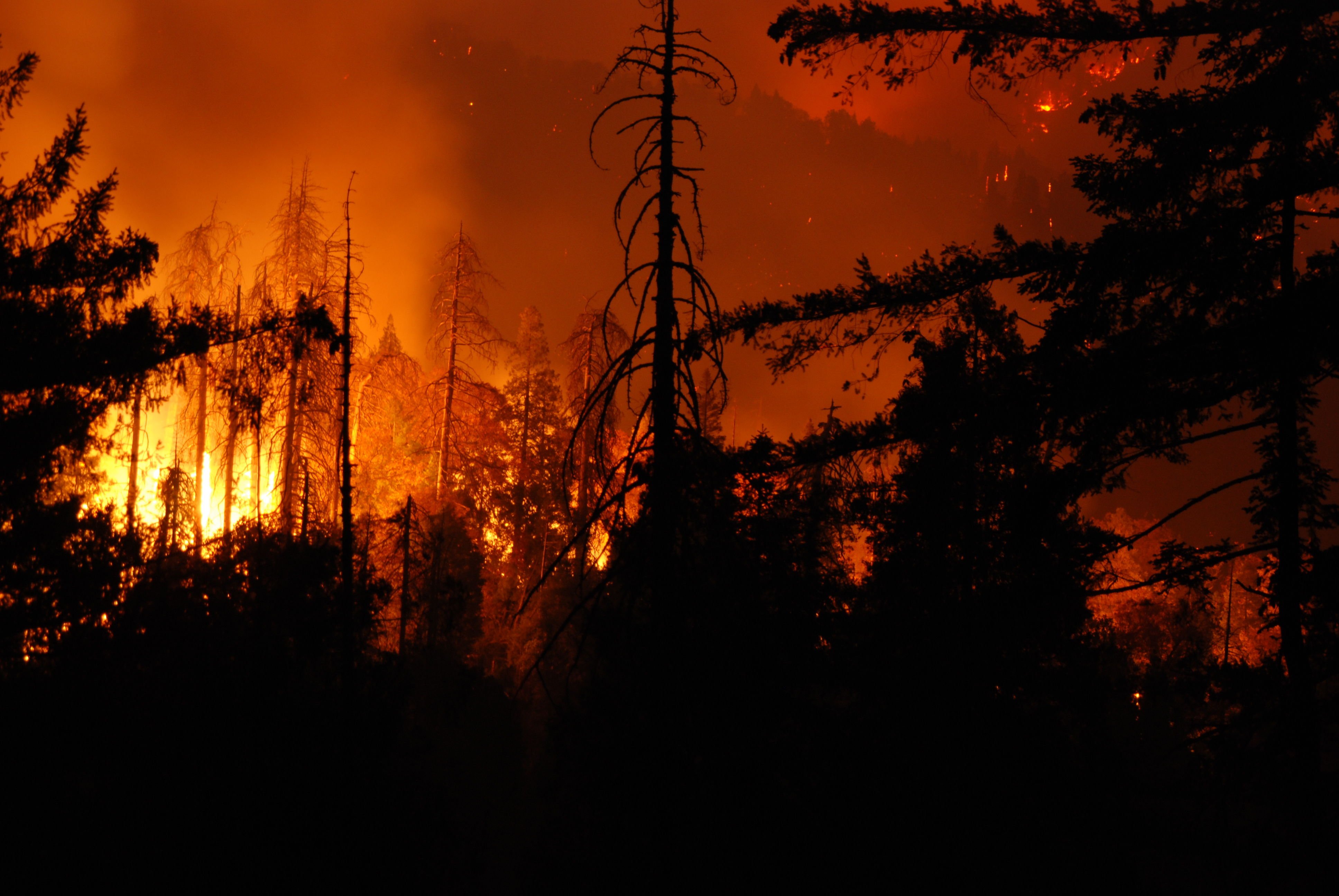forest, Fire, Flames, Tree, Disaster, Apocalyptic,  17 Wallpaper