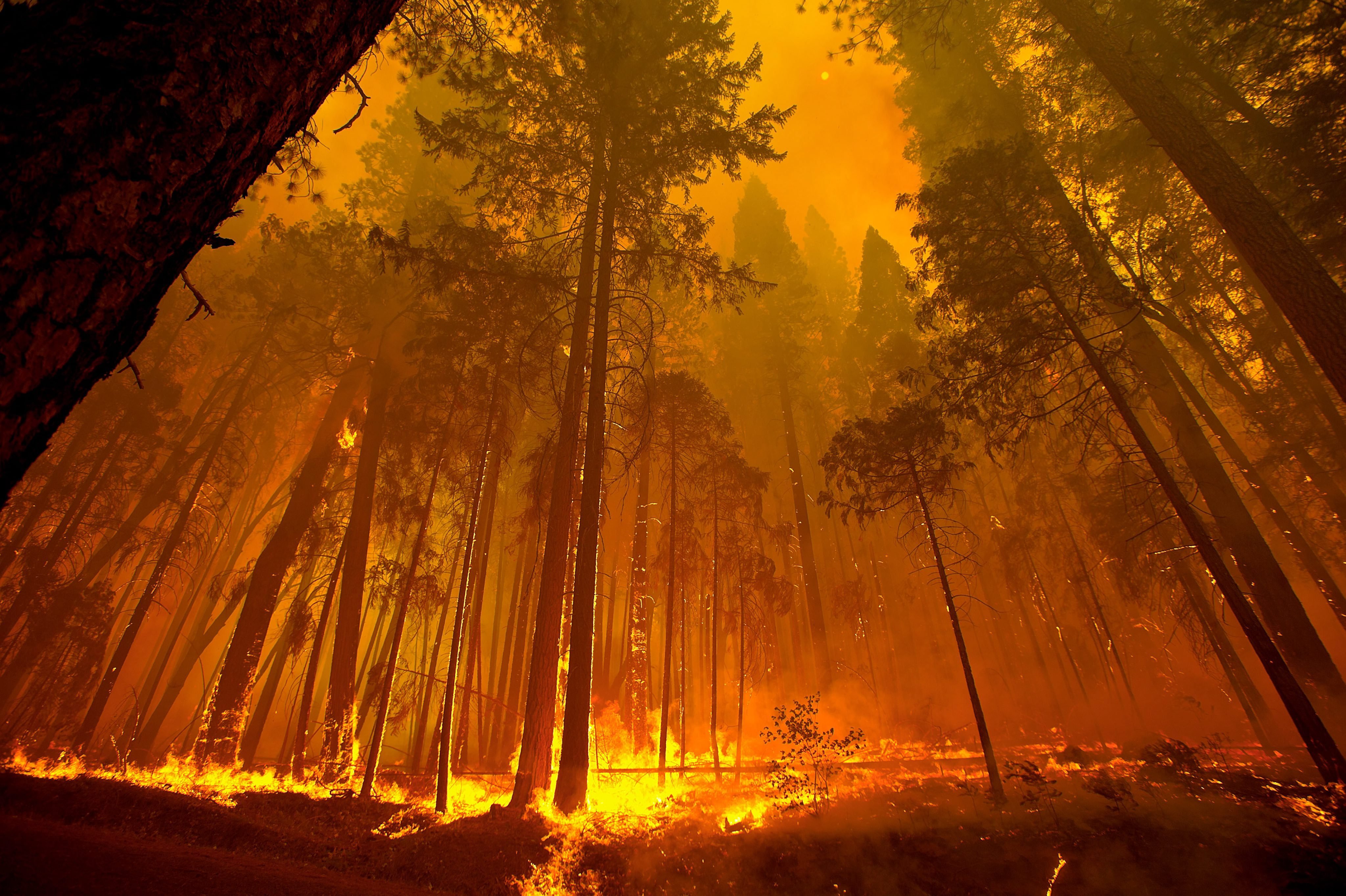 forest, Fire, Flames, Tree, Disaster, Apocalyptic,  16 Wallpaper