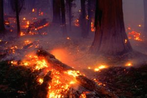 forest, Fire, Flames, Tree, Disaster, Apocalyptic,  23