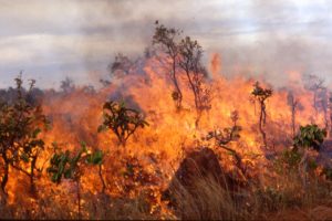 forest, Fire, Flames, Tree, Disaster, Apocalyptic,  24