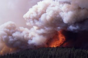 forest, Fire, Flames, Tree, Disaster, Apocalyptic,  25