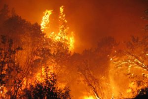 forest, Fire, Flames, Tree, Disaster, Apocalyptic,  26