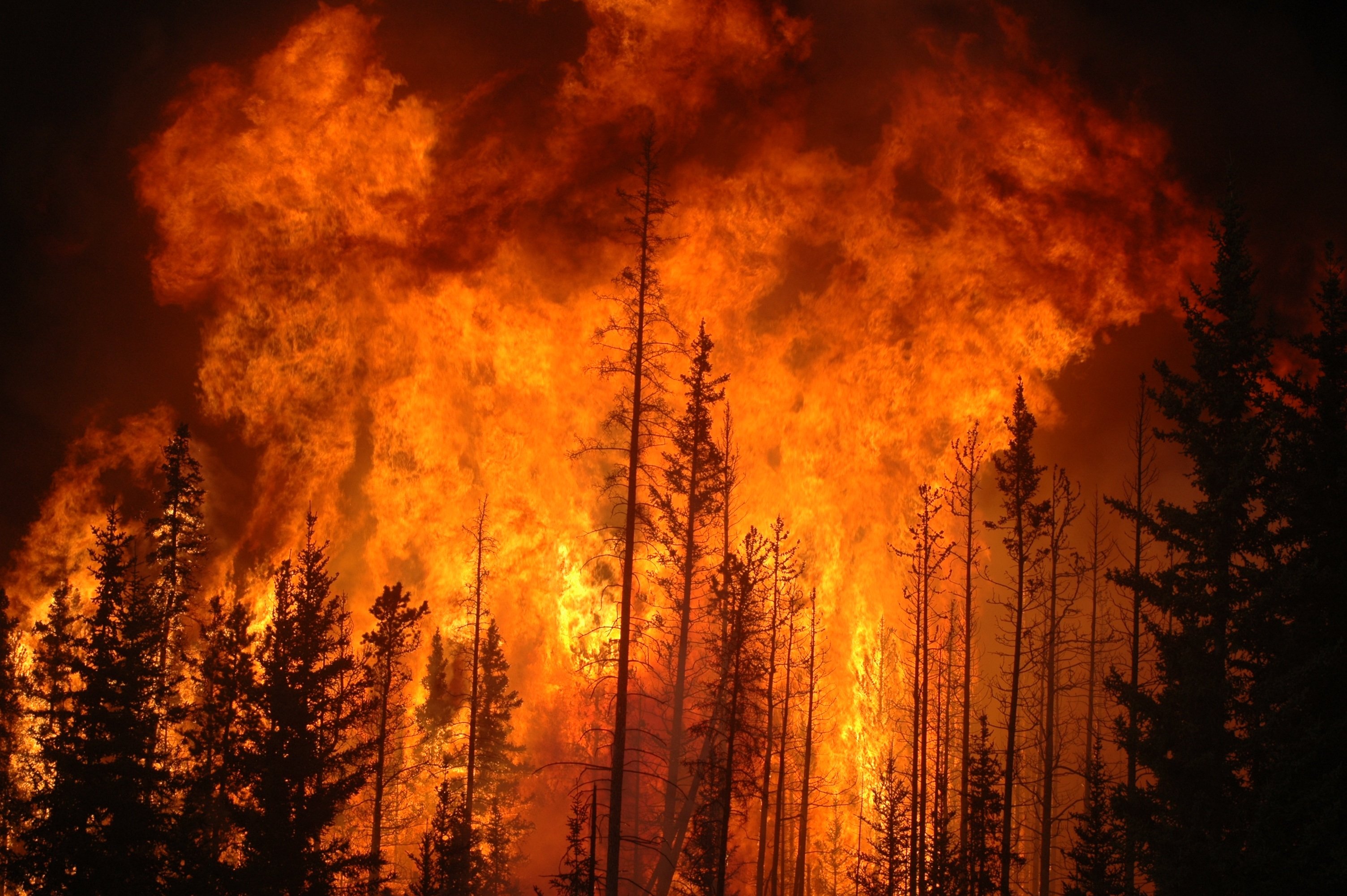 forest, Fire, Flames, Tree, Disaster, Apocalyptic,  22 Wallpaper