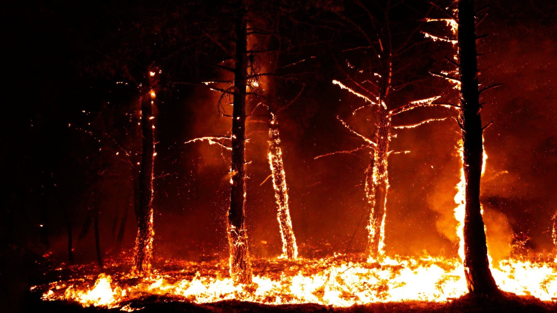 forest, Fire, Flames, Tree, Disaster, Apocalyptic,  29 Wallpaper