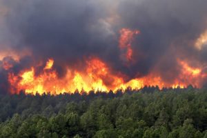 forest, Fire, Flames, Tree, Disaster, Apocalyptic,  7