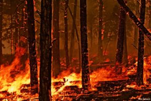 forest, Fire, Flames, Tree, Disaster, Apocalyptic,  34
