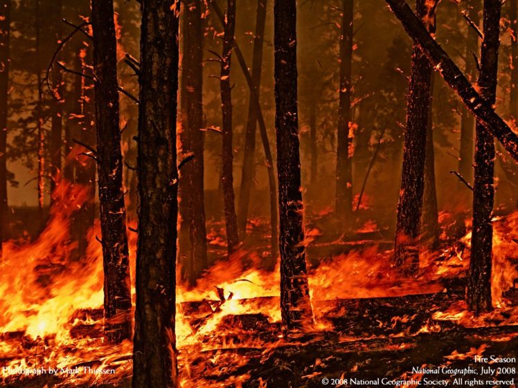 forest, Fire, Flames, Tree, Disaster, Apocalyptic,  34 HD Wallpaper Desktop Background