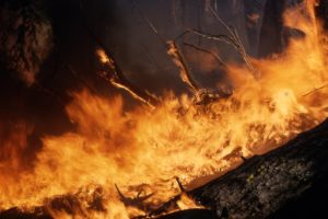 forest, Fire, Flames, Tree, Disaster, Apocalyptic,  10