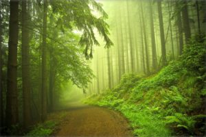 forest, Road, Trees, Fog, Nature