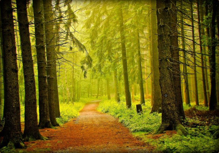 forest, Road, Trees, Fog, Nature HD Wallpaper Desktop Background