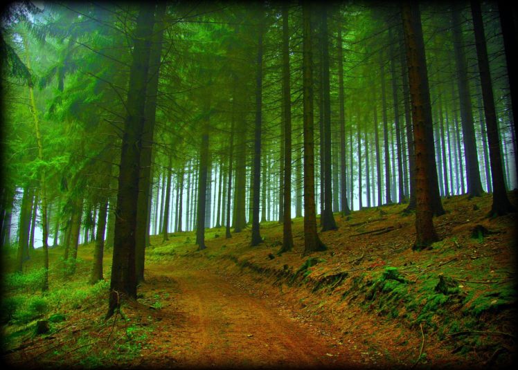 forest, Trees, Road, Nature, Fog HD Wallpaper Desktop Background