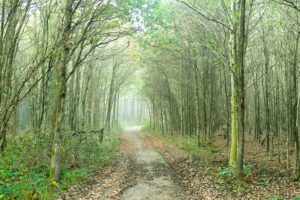forest, Trees, Fog, Road, Nature