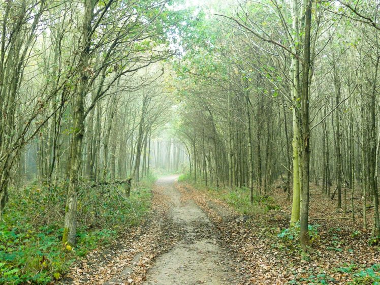 forest, Trees, Fog, Road, Nature HD Wallpaper Desktop Background