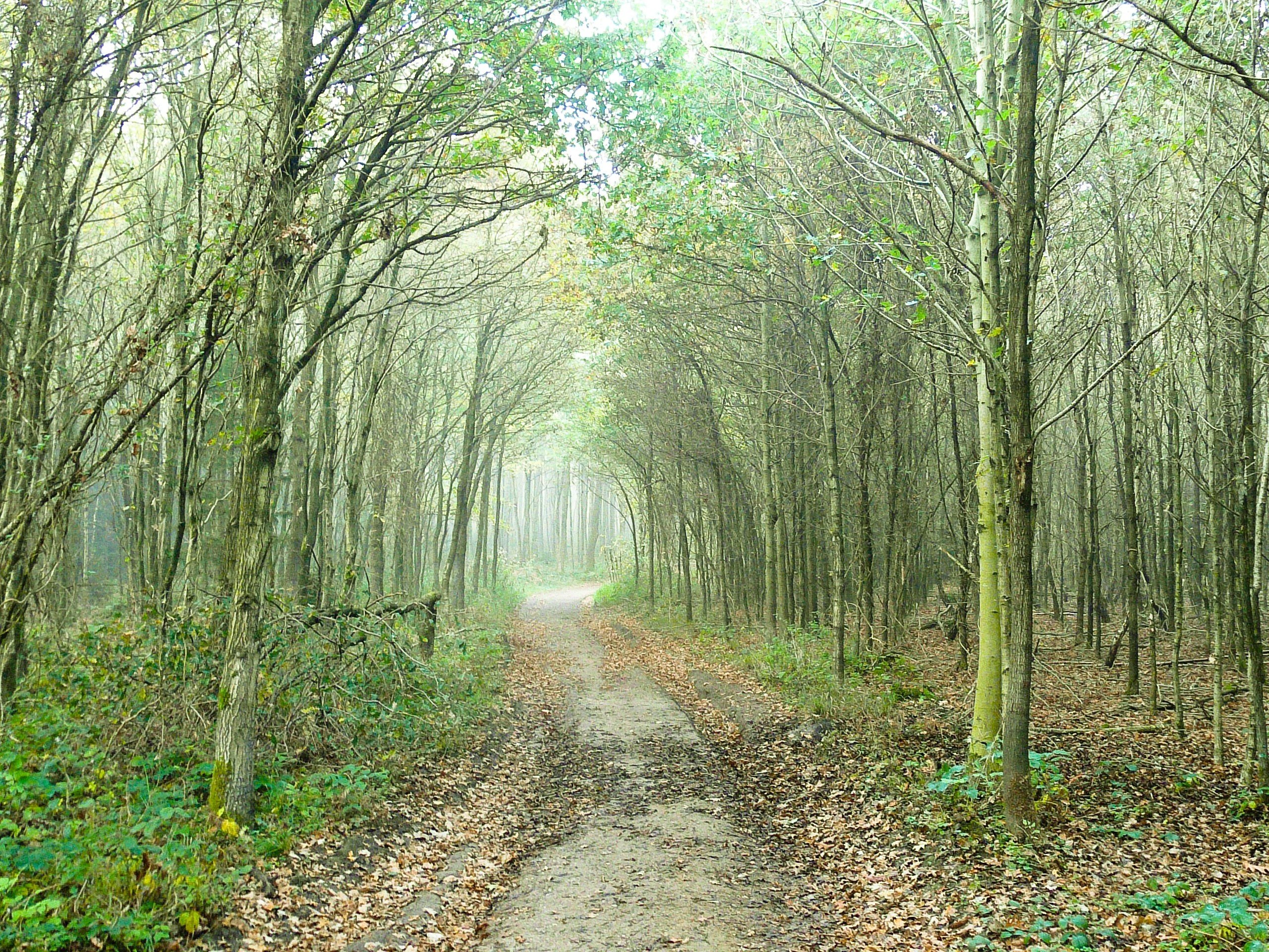 forest, Trees, Fog, Road, Nature Wallpaper