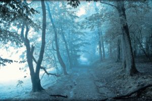 forest, Trees, Road, Fog, Nature