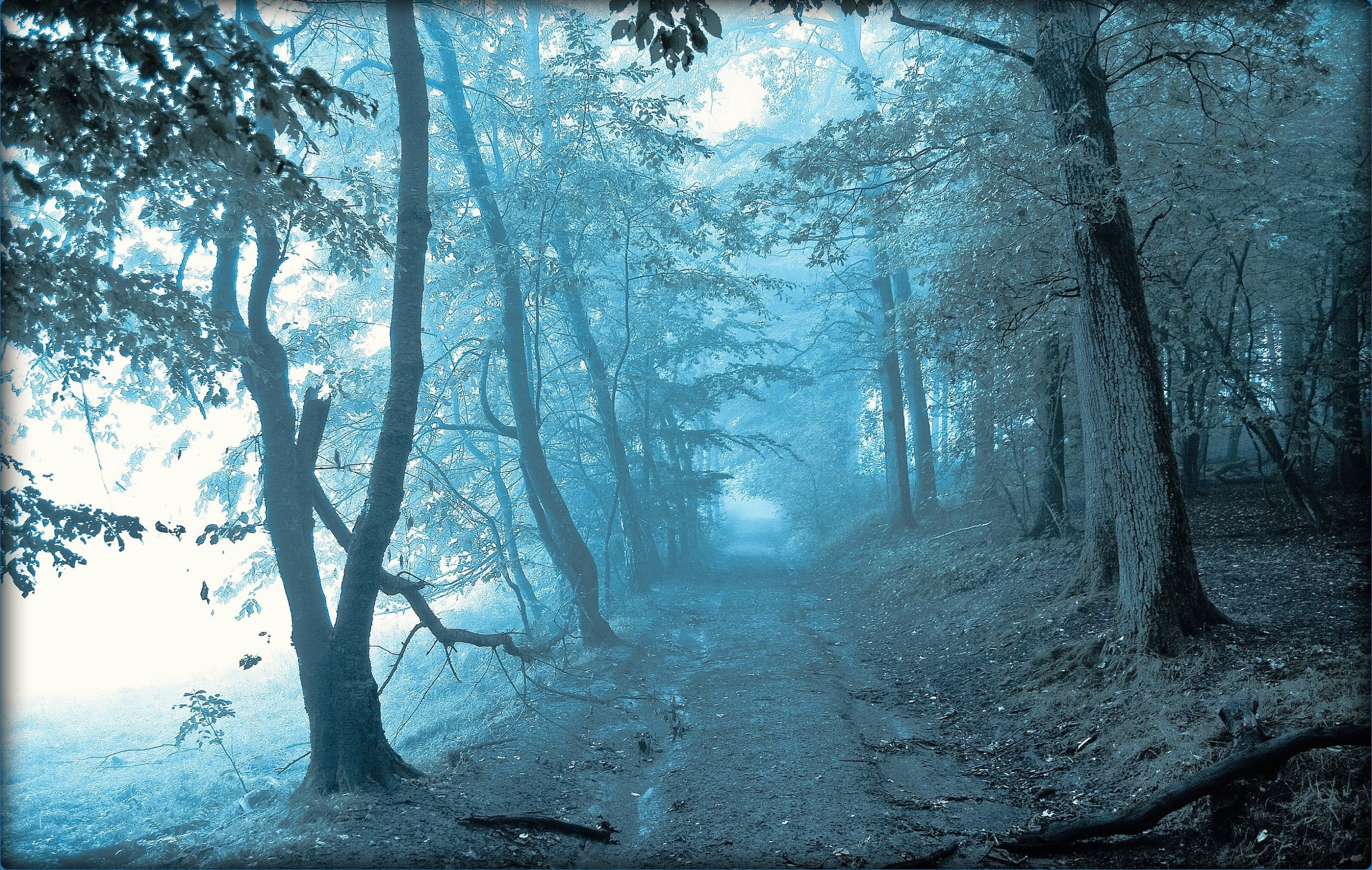 forest, Trees, Road, Fog, Nature Wallpaper