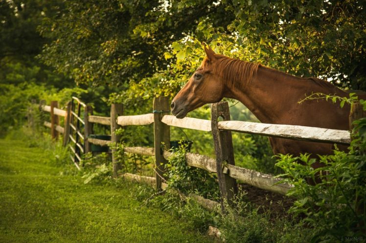 horse, Face, Profile, Fence HD Wallpaper Desktop Background