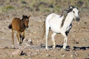 horse, Mare, Foal, Mother, Baby, Couple, Family, Running