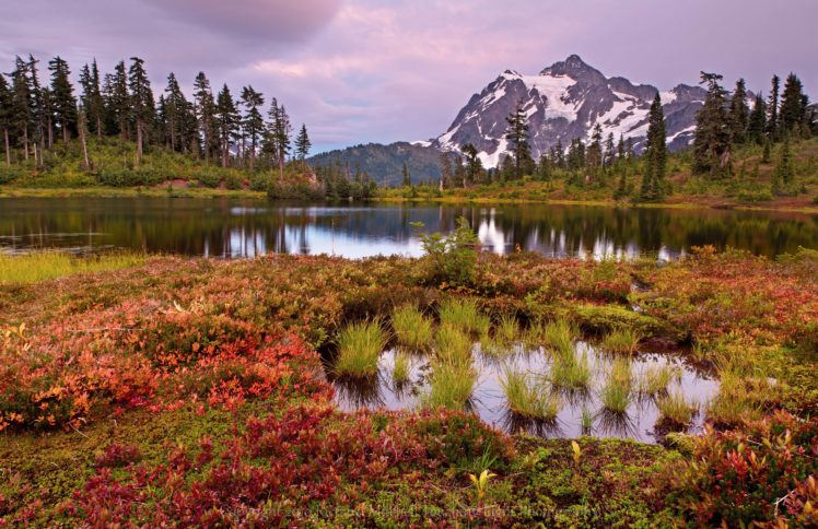 lake, Mountains, Flowers, Swamp, Trees HD Wallpaper Desktop Background