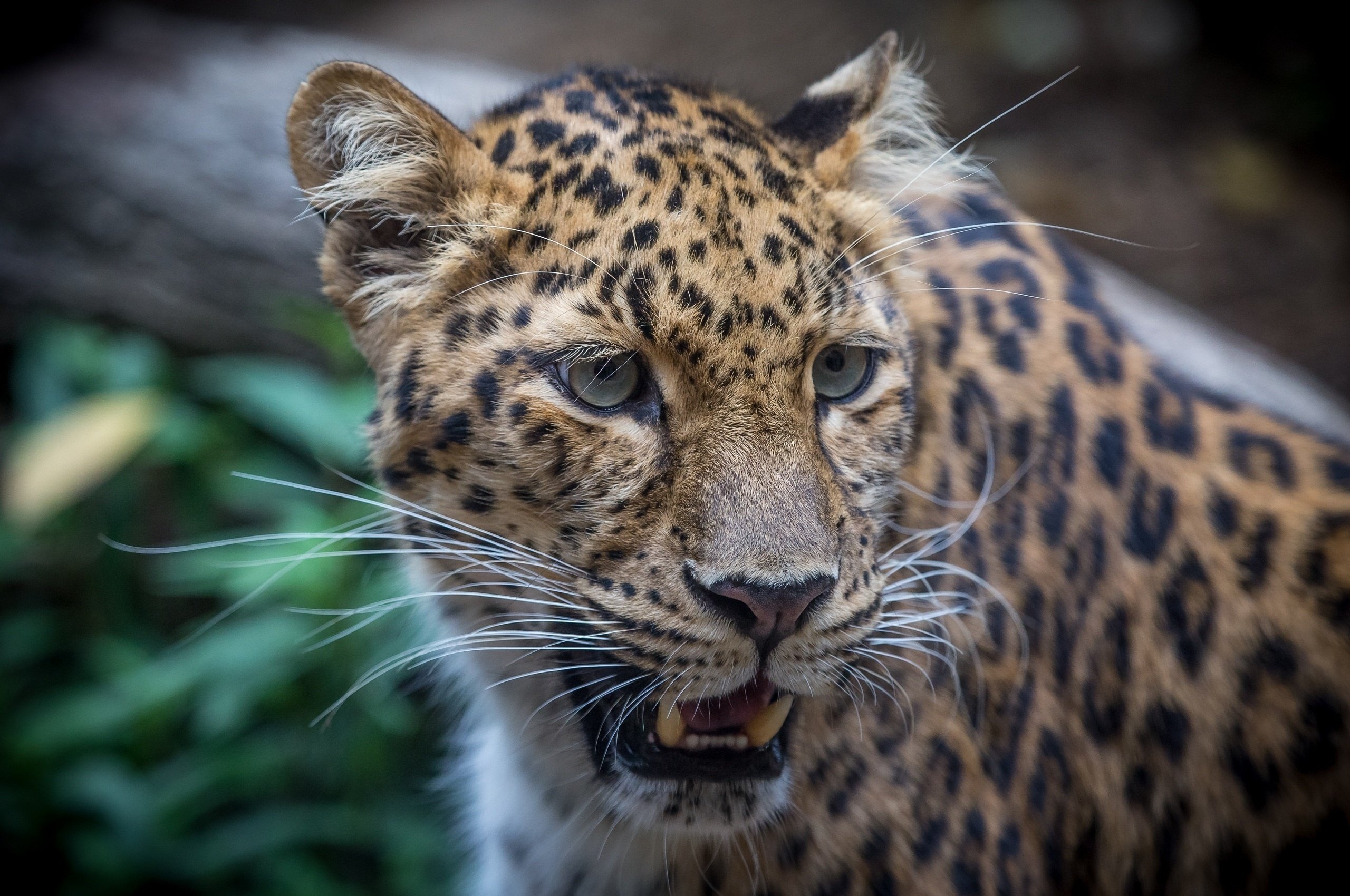 leopard, Wild, Cat, Predator, Muzzle Wallpaper