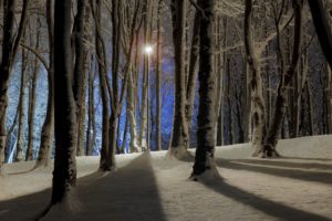 night, Winter, Trees, Forest
