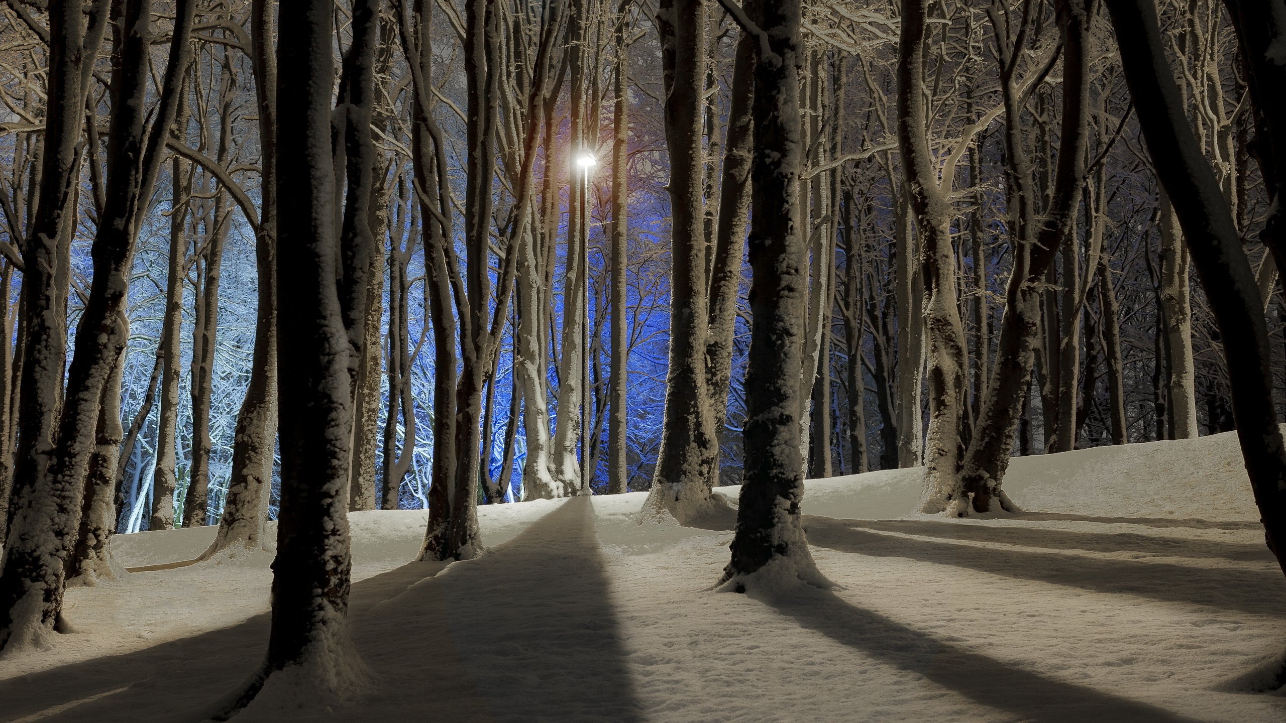 night, Winter, Trees, Forest Wallpaper