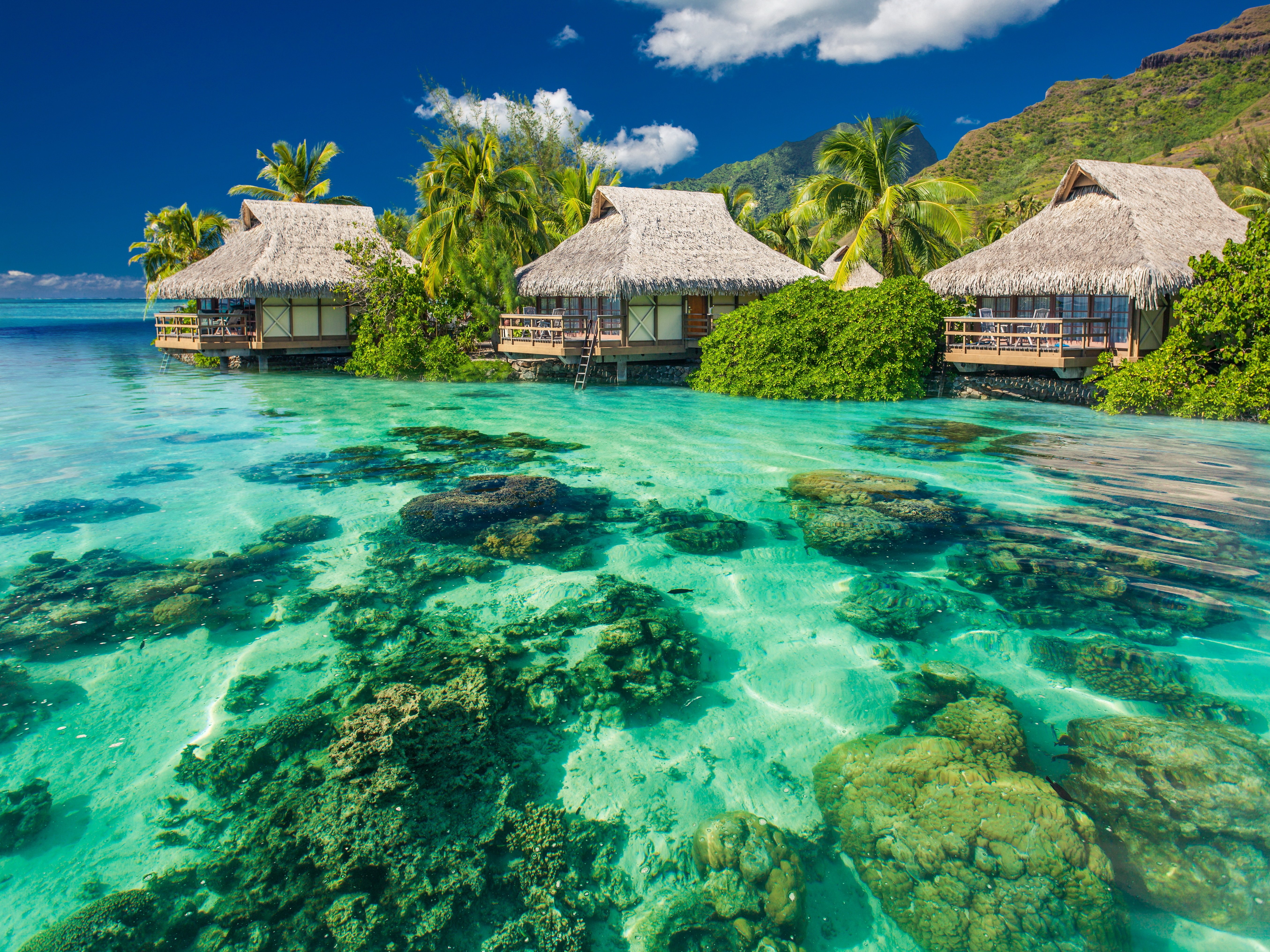 Ocean Tropical Sunshine Paradise Summer Beach Palms Sea 