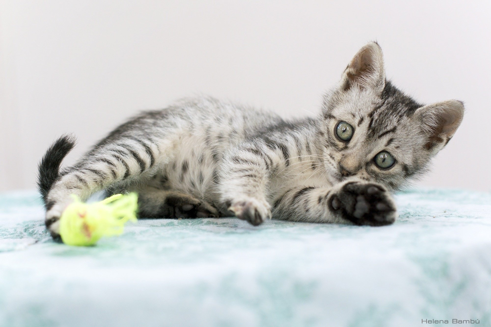 play, Baby, Cat, Kitten Wallpaper