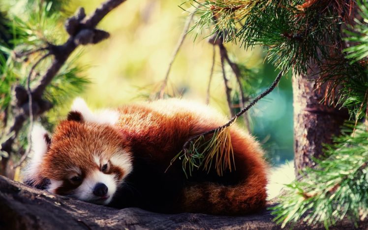 red, Panda HD Wallpaper Desktop Background