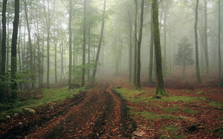 road, Forest, Mist, Landscape, Fog