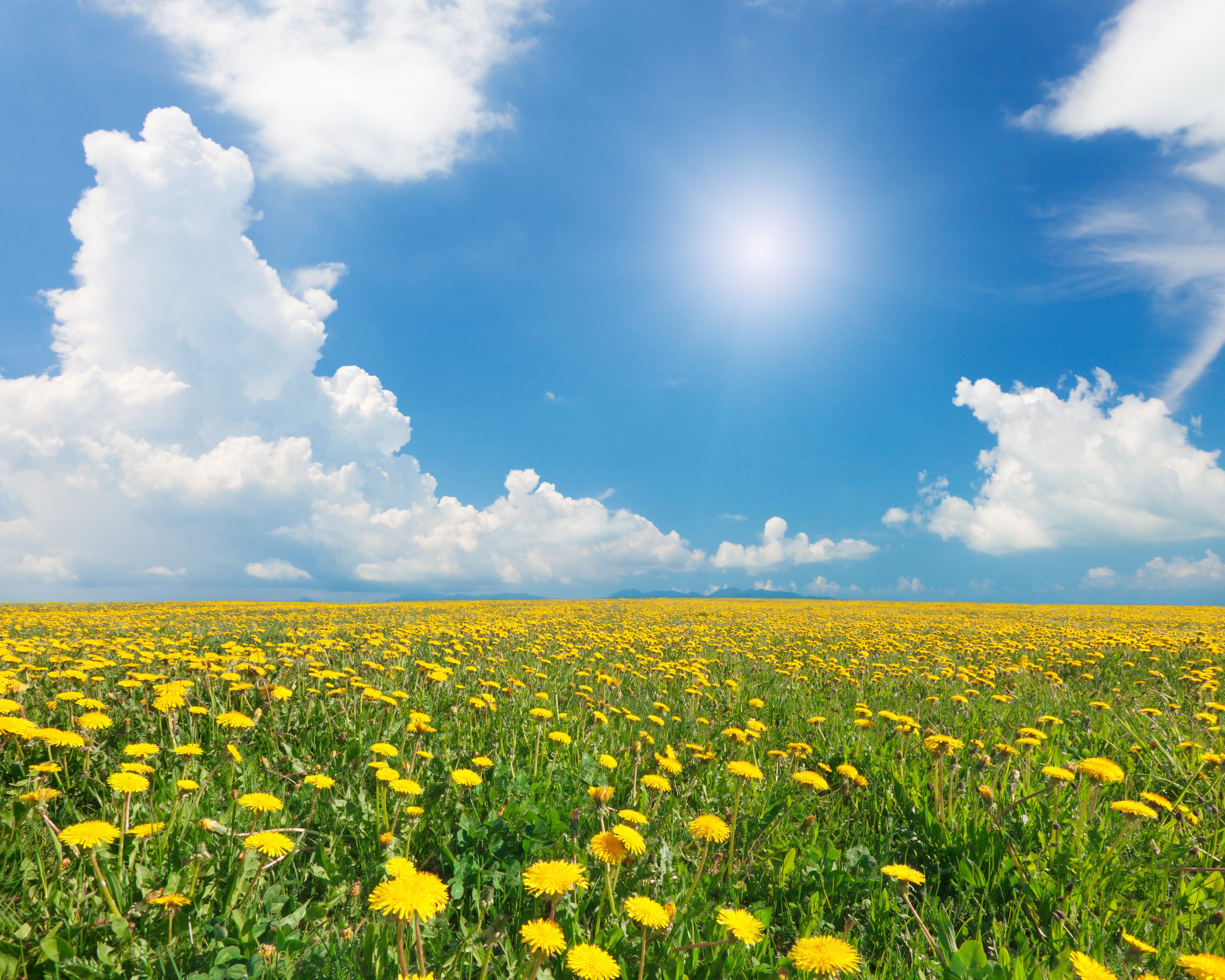 scenery, Fields, Dandelions, Sky, Grasslands, Clouds, Nature Wallpaper
