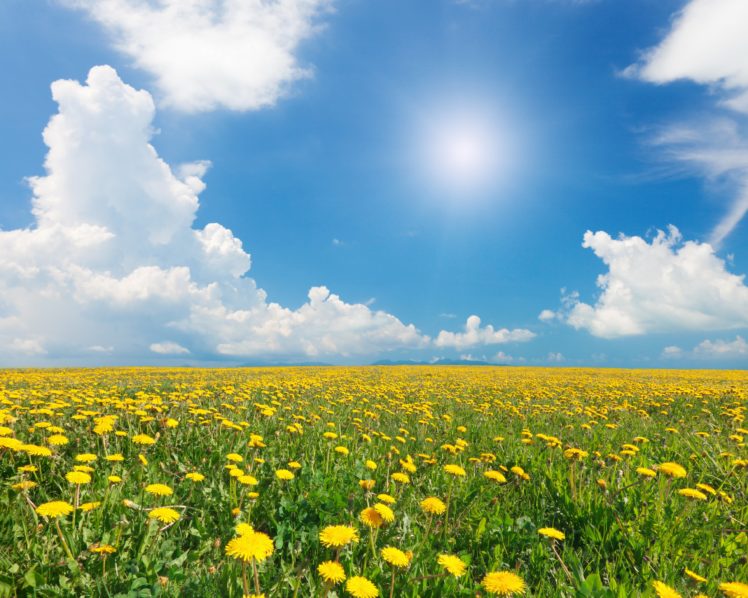 scenery, Fields, Dandelions, Sky, Grasslands, Clouds, Nature HD Wallpaper Desktop Background
