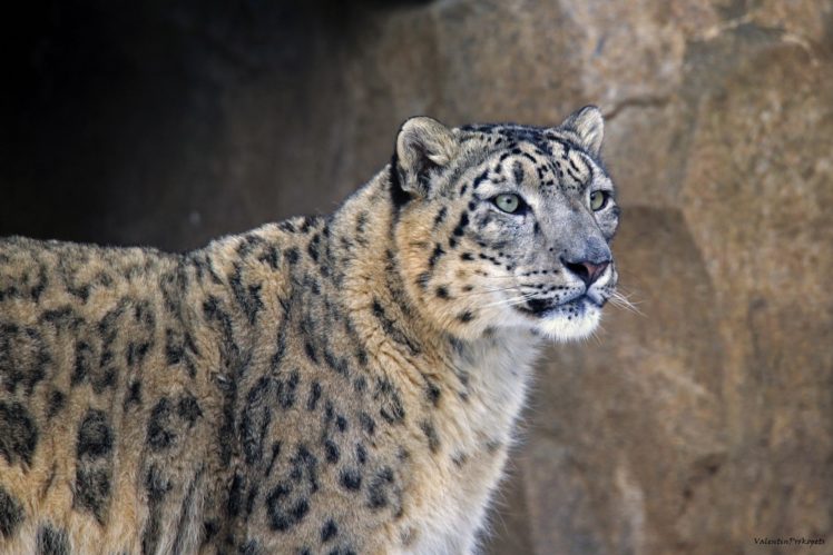 snow, Leopard, Wild, Cat, Predator, Spots, Fur HD Wallpaper Desktop Background