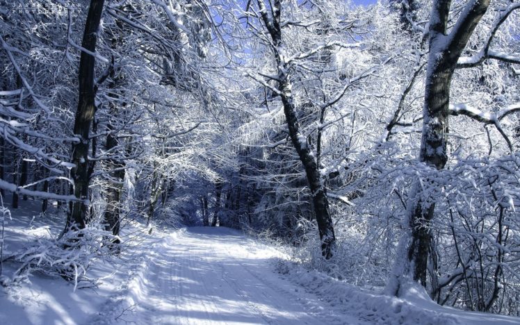 snow, Winter, Road, Forest HD Wallpaper Desktop Background