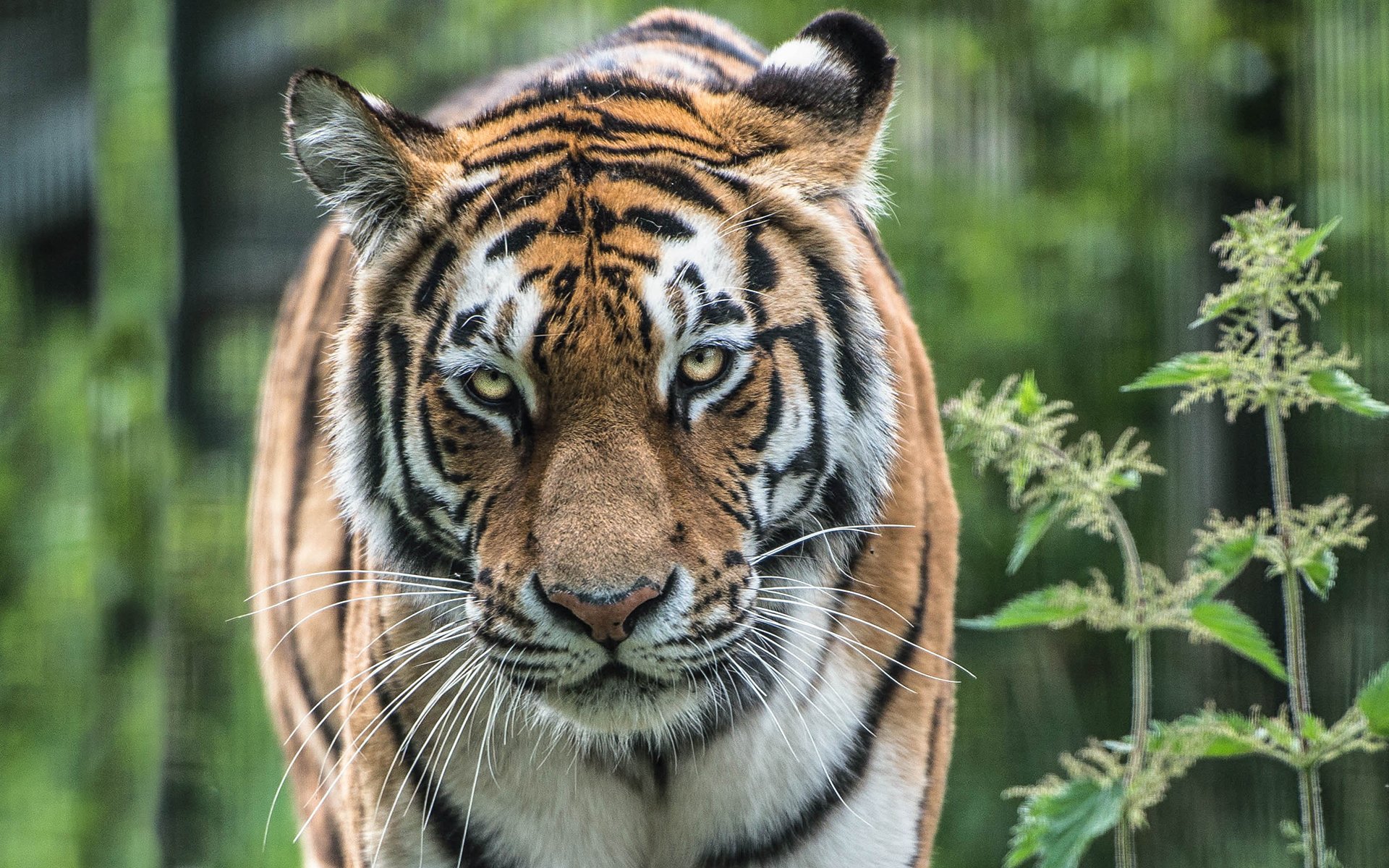 tiger Wallpaper