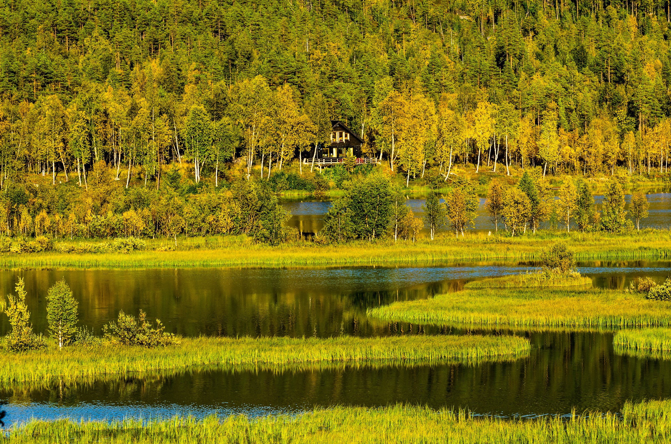 trees, Forest, Norway, House, Lake, Autumn Wallpaper