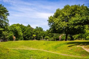 usa, Parks, Woodland, Park, Zoo, Seattle, Trees, Grass, Nature