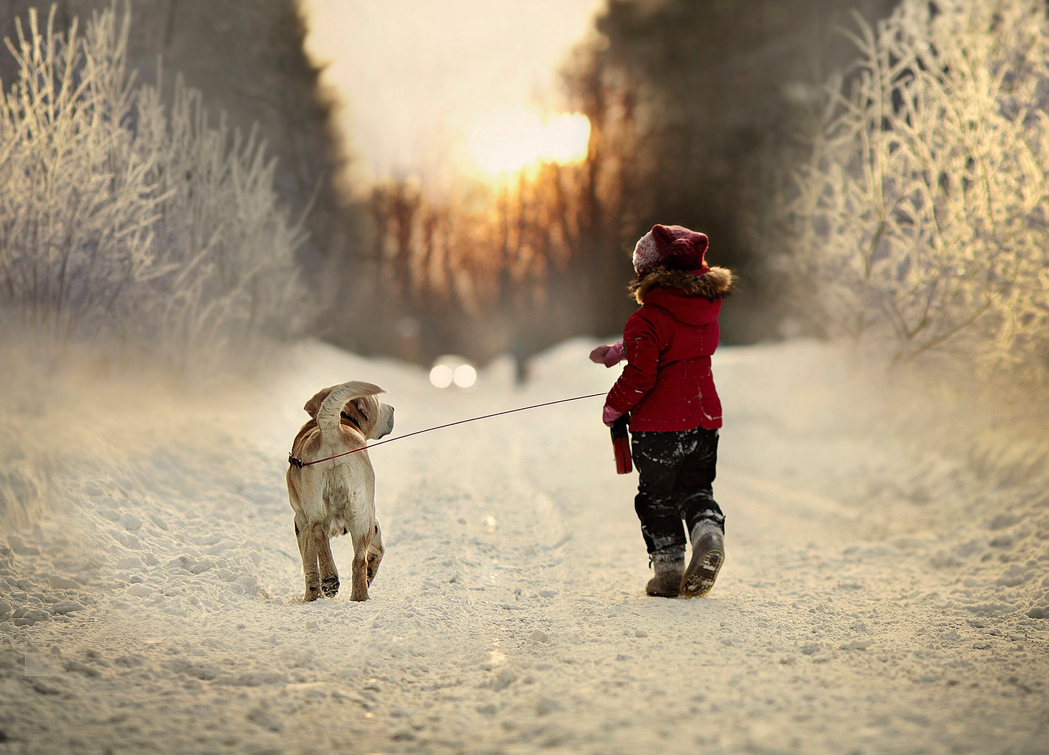 winter, Road, Snow, Nature, Child, Dog Wallpaper